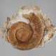 Fränkischer Ammonit - Foto 1