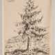 OTTO DIX, "Studie eines Nadelbaums", Federlithographie auf Papier, gerahmt, signiert und datiert - photo 1