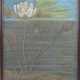UNBEKANNTER KÜNSTLER. "Die Seerose", Pastellkreide auf Papier, hinter Glas gerahmt, 20. Jahrhundert - photo 1