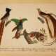 German artist, nature studies, black ink watercolour on paper, both sides with birds etc. early 19. century - photo 1