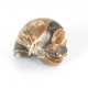 Memento mori aus fossilem Ammonit - фото 1