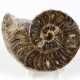 fossiler Ammonit - photo 1