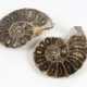 Paar Ammoniten Versteinerungen - фото 1
