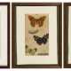 3 Studien mit Schmetterlingen - photo 1