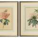 2 Blumentafeln "Paeonia" und "La Duchesse d´Orleans" - photo 1