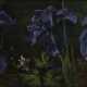 Blauviolette Lilien - Foto 1