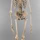 Anatomiemodell des menschlichen Skeletts - фото 1