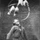 ANONIMO. Circus, Germany 1940 ca - фото 1