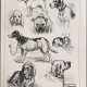 Зарисовки собак на национальной выставке в Бермингеме - Foto 1