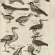 JONSTON, John (1603-1675) - Historiae naturalis de avibus - Foto 1