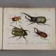 Tafelband zum Natursystem aller in- und ausländischen bekannten Insekten - photo 1