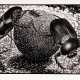 Maurits Cornelis Escher. Vier Holzschnitte und eine Visitenkarte - photo 1
