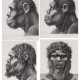 Winker, Friedrich. Vier anthropologische Zeichnungen von Homo erectus und sapiens - photo 1