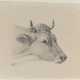 Rudolf (Johann Rudolf) Koller. Kopf einer Kuh - фото 1