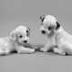 Rosenthal zwei Terrierwelpen - Foto 1