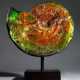 A LARGE IRIDESCENT AMMONITE - photo 1