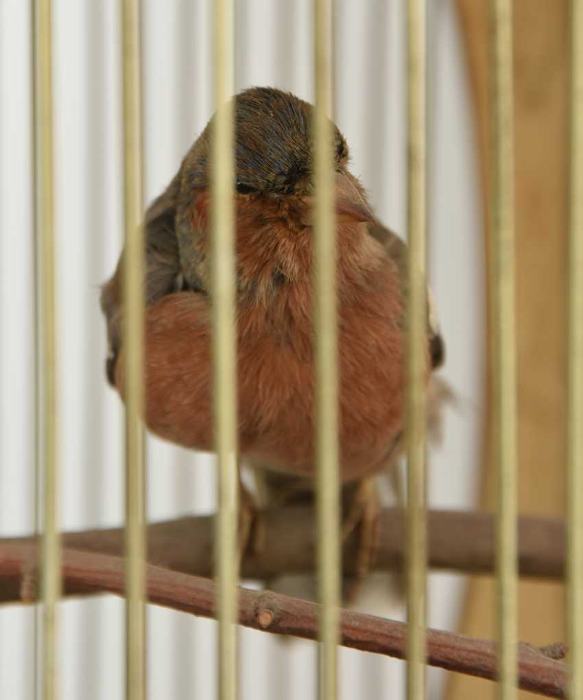 Lot 702 Cage à Oiseau Chanteur Boisfer Forgé 1885 Du