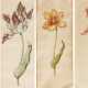 Claesz, Anthony. Vier Blätter mit einzelnen Tulpen - photo 1