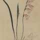 Gladiolus Carneus. - фото 1