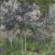 Blühender Oleander und Mimosen - фото 1