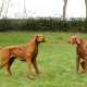 Paar Jagdhunde als Parkskulpturen - photo 1