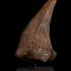 THE HORN OF A TRICERATOPS - photo 1