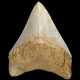 A WHITE MEGALODON TOOTH - фото 1