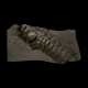 A COLUMN OF FOSSIL ICHTHYOSAUR VERTEBRAE - Foto 1