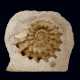 A COILED SPINY AMMONITE IN MATRIX - Foto 1