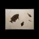 A FOSSIL PLAQUE DISPLAYING A TRIO OF FISH - Foto 1