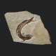 A LARGE FOSSIL RAY-FINNED FISH - photo 1
