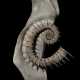A LARGE UNCOILED HETEROMORPHIC SPINY AMMONITE - Foto 1