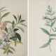 Georg Dionysius Ehret. Two Watercolours with Blue Mimulus and Impatiens Balsamina - фото 1