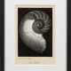 Edward Weston - фото 1