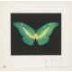 DAMIEN HIRST (B. 1965) - Foto 1