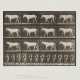 EADWEARD MUYBRIDGE (1830–1904) - Foto 1