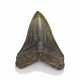 A GREEN MEGALODON TOOTH - фото 1