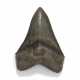 A FINE MEGALODON TOOTH - фото 1