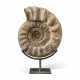 A VERY LARGE AMMONITE - Foto 1