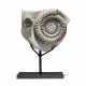 TWO AMMONITES - photo 1