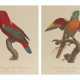 A SET OF TEN HAND-COLOURED ENGRAVINGS OF BIRDS FROM HISTOIRE NATURELLE DES PERROQUETS - Foto 1