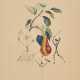 Poir Don Quichotte (From: Flordali Les Fruits) - фото 1