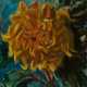 Untitled (Gelbe Blume) - Foto 1