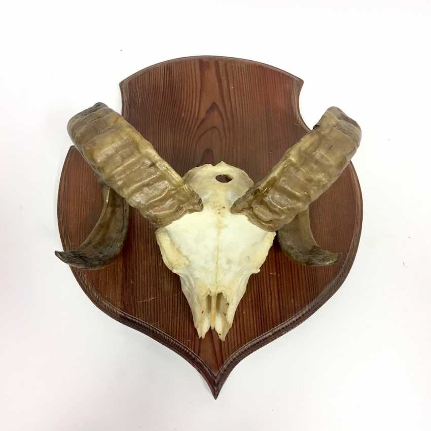 Lot de 5 plaques /à troph/ée de chasse avec 5 pinces de fixation