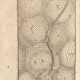 DESCARTES, Rene (1596-1650) - Principia Philosophiae. Editio quarta. LEGATO CON: - Specimina philosophiae seu Dissertatio de methodo. Amsterdam: s.e., 1664.  - Foto 1