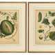 BLACKWELL, Elizabeth (1700 Aberdeen - 1758 London). 2 botanische Illustrationen: "Garden Cucumber" u - photo 1