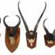 5 Jagdtrophäen auf Holzbrettern montierte in Größe und Form variierende Gehörne von afrikanischen Springböcken - Foto 1