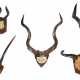 5 Jagdtrophäen auf Holzbrettern montierte in Größe und Form variierende Gehörne von afrikanischen Springböcken - Foto 1