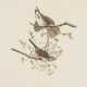 Song Sparrow - photo 1