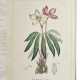 Illustrations of Medical Botany - Foto 1